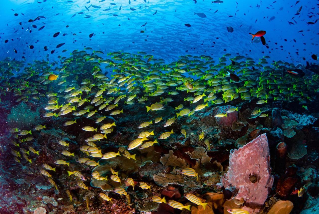 Sanctum Una Una Eco Dive Resort Pulau Unauna Exterior foto
